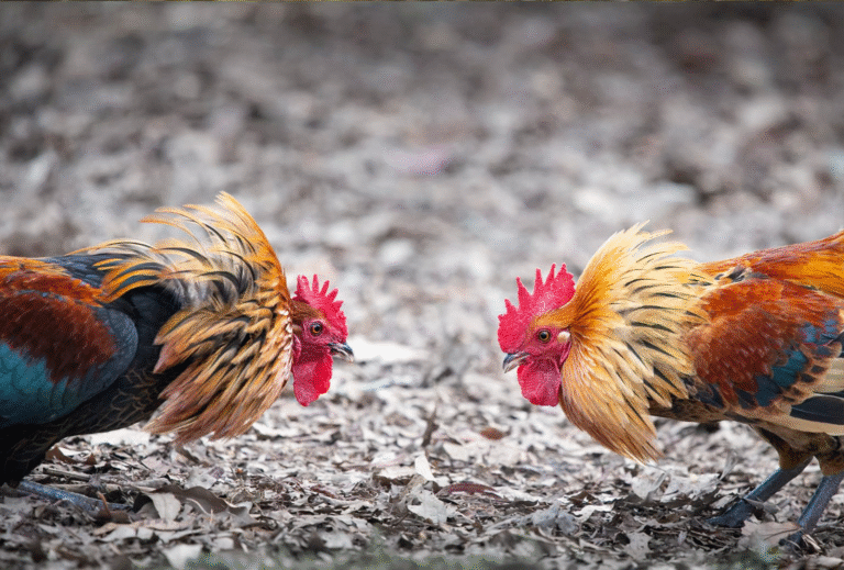 Why Is It Important For Fighting Chickens To Hatch Beautifully?