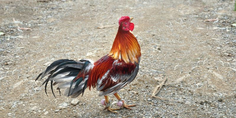 Losing Cockfighting: Bloody Lessons and the Journey to Maturity of a Real-Life Lottery Player
