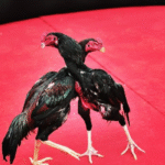 Helpful tips for participating in cockfighting tournaments effectively and safely.