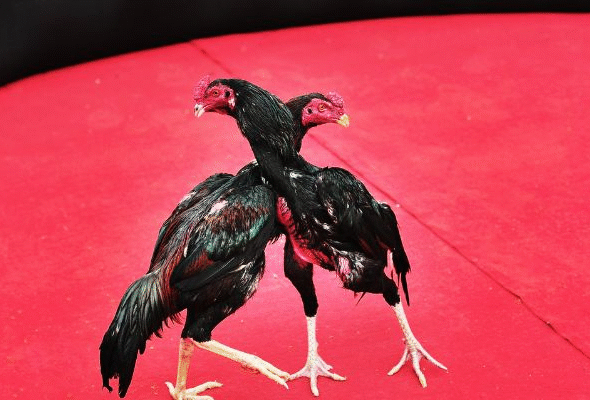 Helpful tips for participating in cockfighting tournaments effectively and safely.