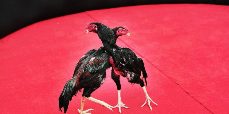 Helpful tips for participating in cockfighting tournaments effectively and safely.